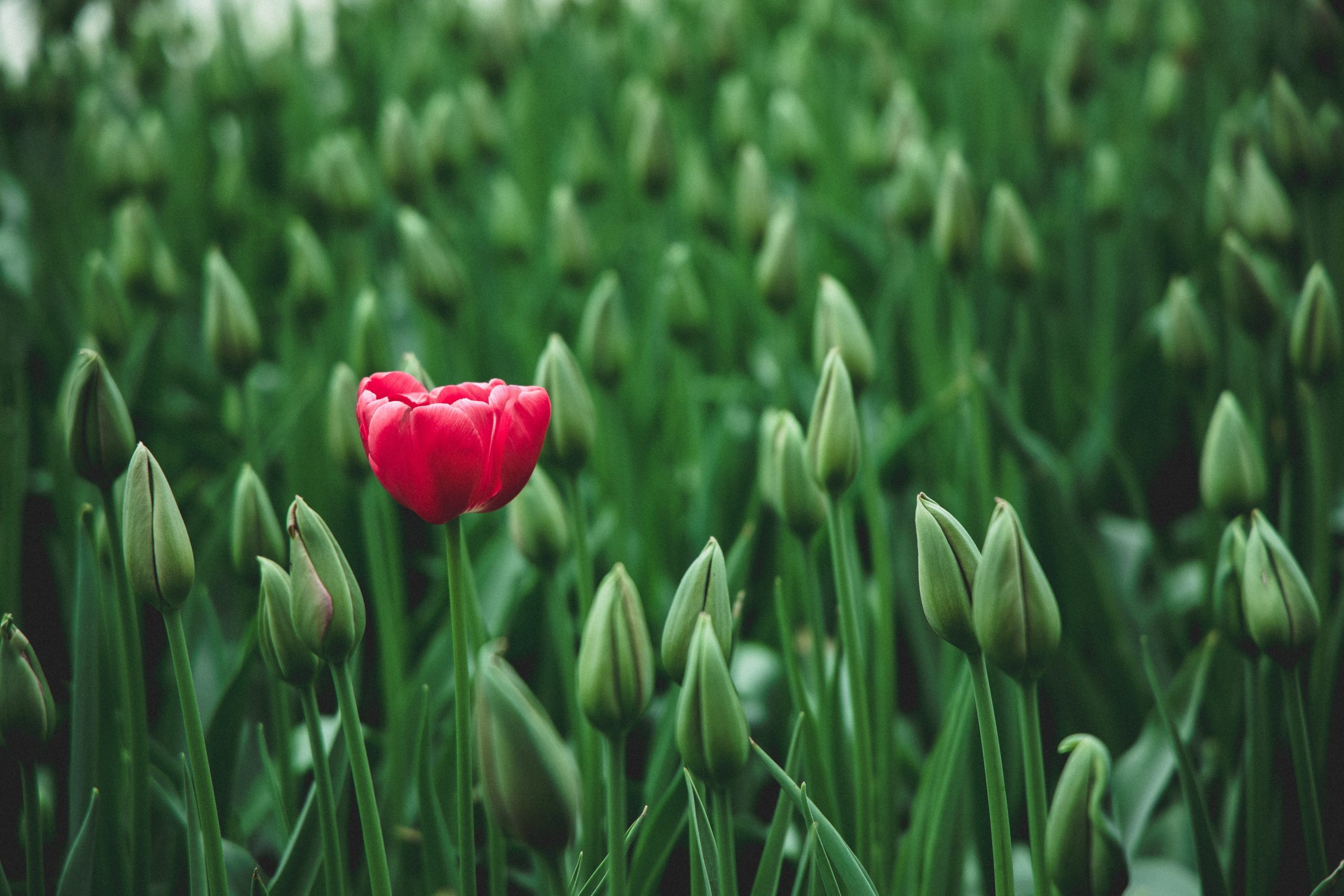 https://www.pexels.com/photo/selective-focus-photo-of-a-red-tulip-flower-2480072/